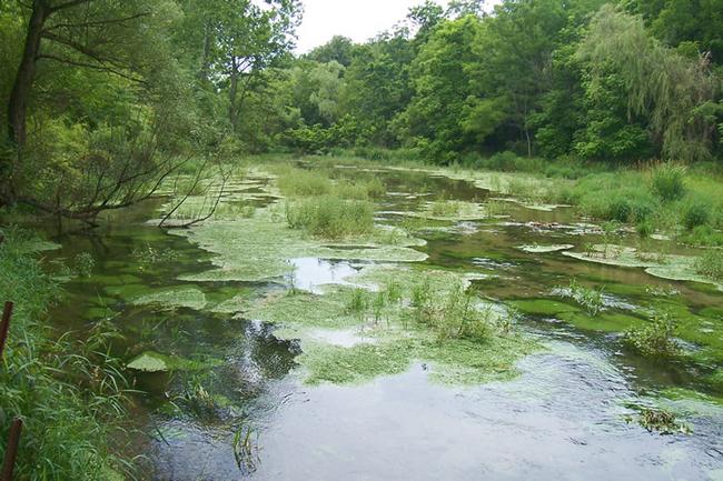 Letort Spring Creek