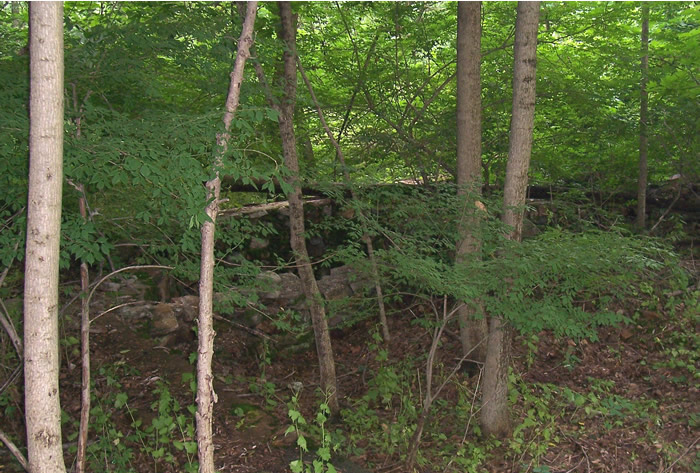 Wm. H. Landis Mill ruins